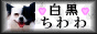 白黒ちわわ