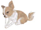 チワワおやつ