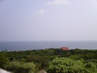 チワワ　公園　散歩