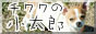 チワワ　小太郎