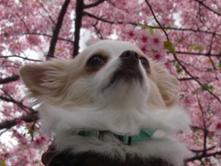 チワワ　桜