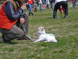 犬いろは