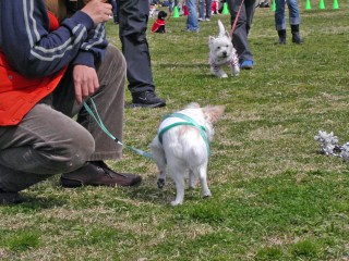忠犬ハチ公　チワワ