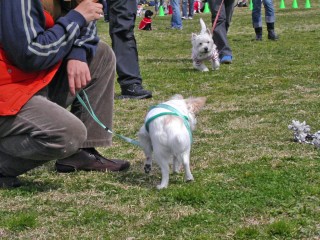 忠犬ハチ公　チワワ